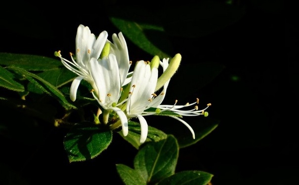 金銀花茶的做法是怎樣的？金銀花茶怎么做？(1)