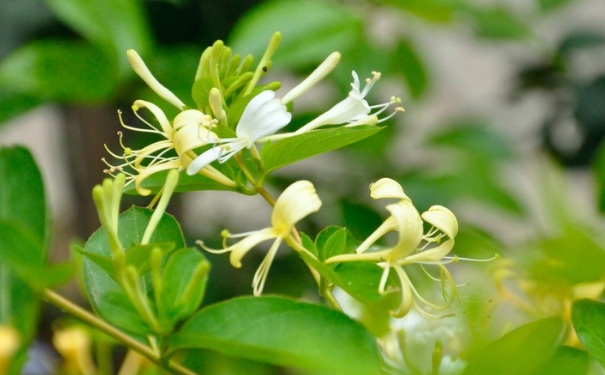 金銀花菊花茶的做法是怎樣的？金銀花菊花茶怎么做？(1)