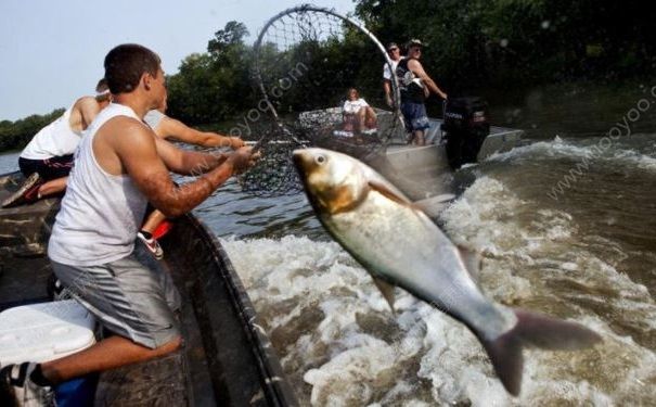 亞洲鯉魚跳上船嚇壞外國(guó)小哥，美國(guó)人為什么不吃亞洲鯉魚？(3)