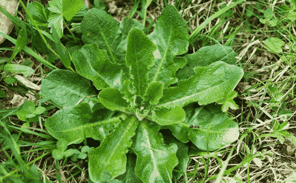 吃野菜能否生男孩？孕期吃野菜的方法是什么？(1)