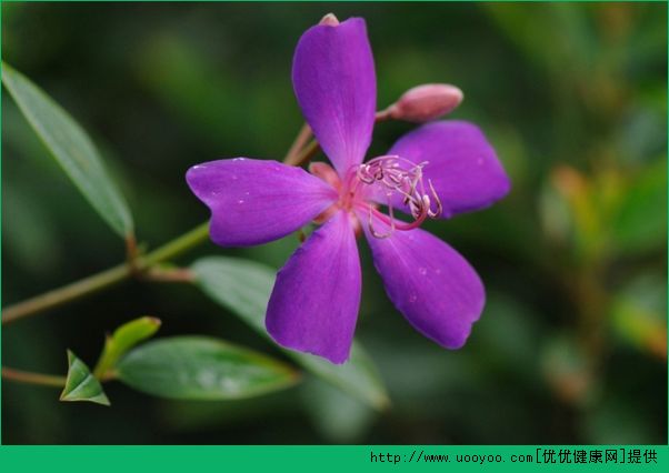 過(guò)年買什么回家好？買盆鮮花過(guò)新年(3)