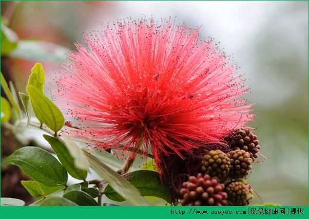 過(guò)年買什么回家好？買盆鮮花過(guò)新年(5)