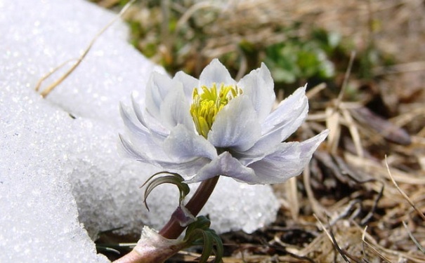 雪蓮花營養(yǎng)價(jià)值有多高？雪蓮花怎么吃好吃呢？(1)