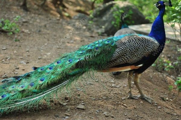 男孩動物園內被孔雀啄出血，帶孩子去動物園要注意什么？(1)