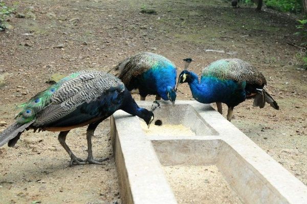 男孩動物園內被孔雀啄出血，帶孩子去動物園要注意什么？(2)