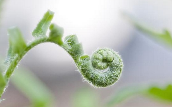 野菜有哪些品種？野菜怎么做好吃？(1)