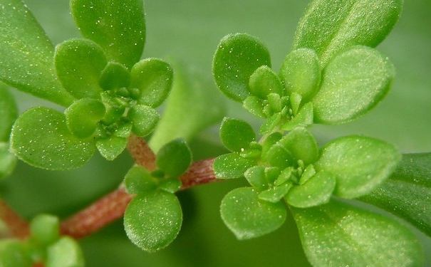 春天吃哪些野菜好？春天吃什么野菜有營(yíng)養(yǎng)？(1)