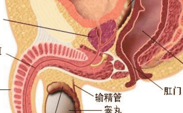 有效預(yù)防睪丸炎的方法有哪些？預(yù)防睪丸炎有什么好方法？(1)