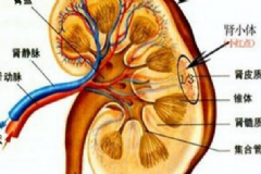 腎結(jié)石金錢草有用嗎？腎結(jié)石喝金錢草管用嗎？[圖]