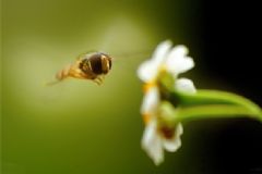 蜂膠有什么作用？吃蜂膠有什么好處？[圖]