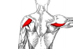 三角肌后束怎么鍛煉？三角肌后束鍛煉方法[圖]