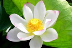 夏天開(kāi)的花有哪些？什么花在夏天開(kāi)放？[多圖]