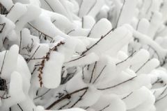 全國(guó)多地下雪，白雪皚皚，雪可以直接吃嗎？[多圖]