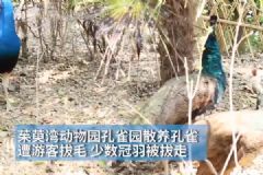 孔雀遭拔毛成公雞！動物園：或?qū)⒂慰土腥牒诿麊?！[多圖]