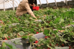 冬季常吃哪些食物容易使人中毒？冬季常吃什么食物會(huì)中毒？[圖]