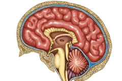 大腦發(fā)育不良要怎么治療？怎么有效的治療大腦發(fā)育不良？[圖]