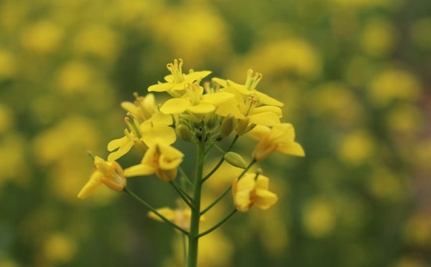 油菜開花了還能吃嗎？開花的油菜能吃嗎？(1)