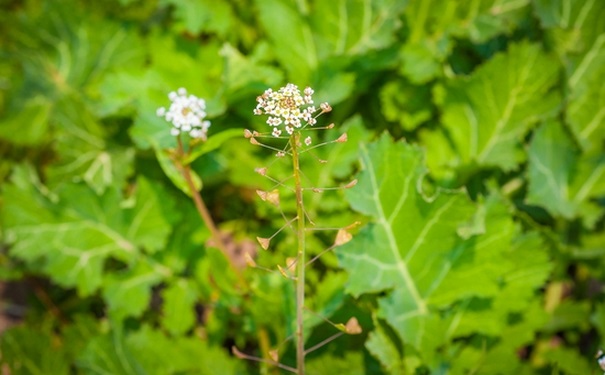 薺菜花有什么功效？吃薺菜花要注意什么？(1)