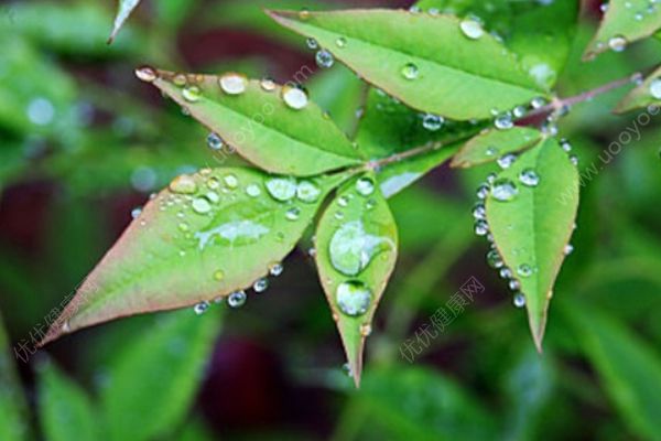 春季軟件食譜推薦！營(yíng)養(yǎng)又美味的八款“芽” 菜！(1)