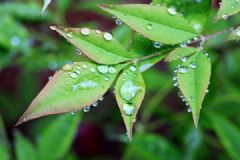 春季軟件食譜推薦！營養(yǎng)又美味的八款“芽” 菜！[圖]