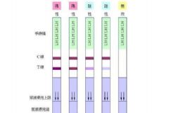 如何用排卵試紙測排卵？用排卵試紙測排卵的方法[圖]