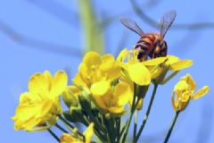 花粉過敏是怎么回事？花粉過敏是什么原因？[圖]