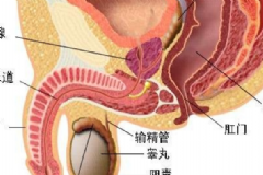 睪丸炎能自愈嗎？睪丸炎吃什么藥？[圖]