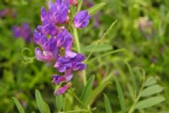 鳳仙花怎么治病？鳳仙花有哪些治病方法？[圖]