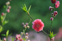 什么花對(duì)孕婦不好？哪些花對(duì)孕婦有害處？[多圖]