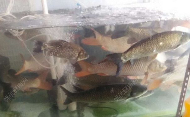 死魚能吃嗎？魚死了還能吃嗎？(5)