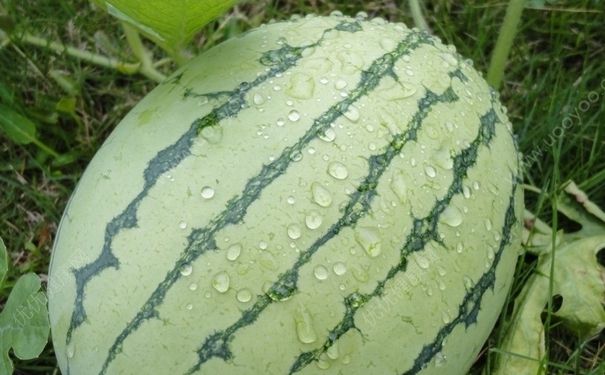 西瓜淋雨了會怎么樣？西瓜淋雨會壞嗎？(3)