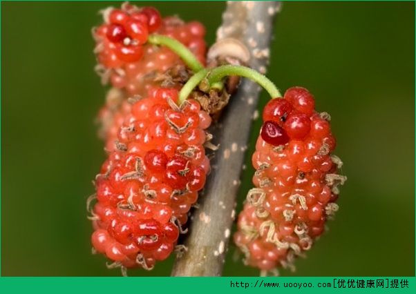 桑葚能和紅糖一起吃嗎？桑葚和紅糖一起吃好不好？(3)