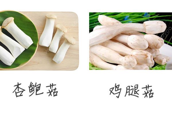 雞腿菇有什么營(yíng)養(yǎng)？雞腿菇和杏鮑菇的區(qū)別(3)