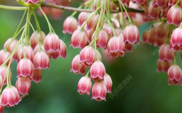 風鈴花怎么種？風鈴花的養(yǎng)殖技巧(1)