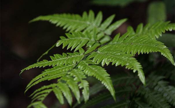 鳳尾草有什么作用？鳳尾草的藥用價(jià)值(1)