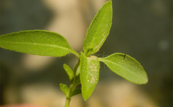 石薺苧有什么功效？石薺苧的功效與作用(1)