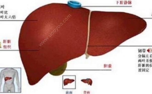 朝陽膠囊效果怎么樣？珠子肝泰膠囊的功能主治(1)