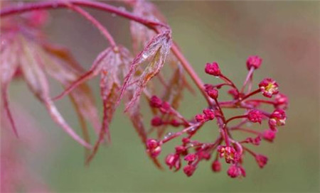 紅楓植株