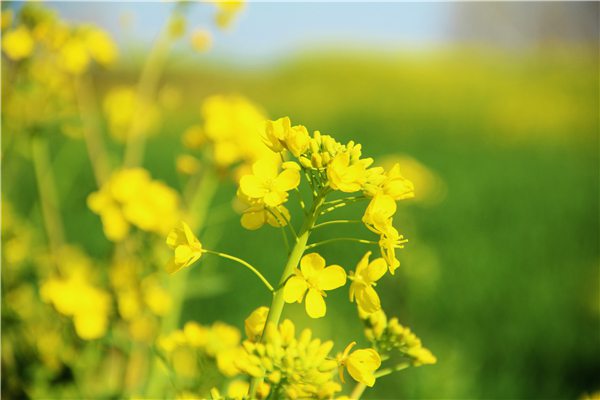 陽臺(tái)種植油菜的方法