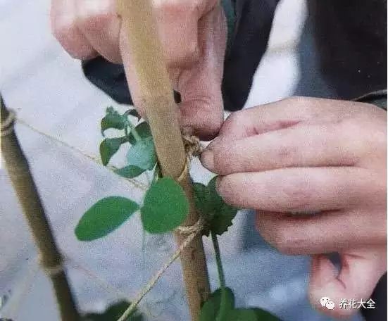 在豌豆長(zhǎng)到30厘米左右的時(shí)候，往花盆中插入一根小棍，用細(xì)布條把豌豆綁到棍子上