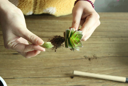 多肉植物拼盤盆景制作