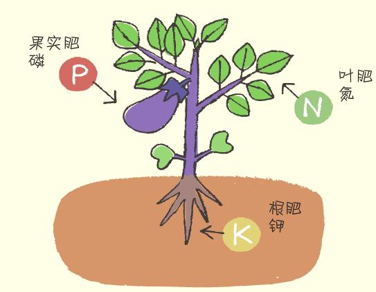 蔬菜怎么施肥？