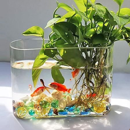 水培植物可以養(yǎng)魚(yú)嗎