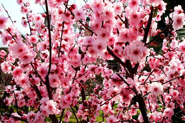 梅花盆景的夏季養(yǎng)護