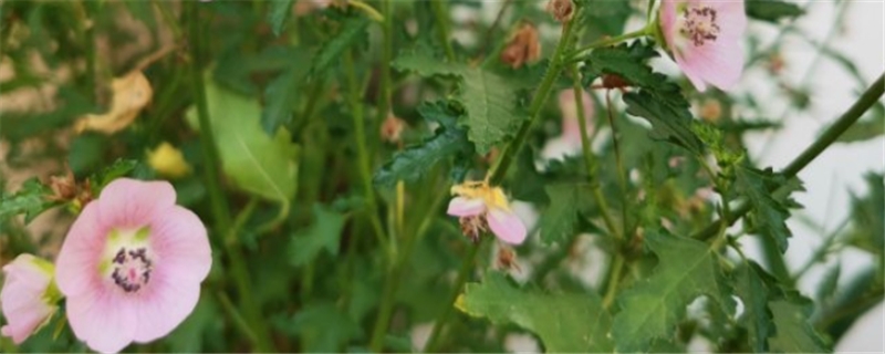 怎么讓小木槿多開花，開花期怎么養(yǎng)