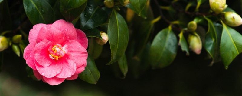 怎么讓茶花快速開(kāi)花，開(kāi)花期如何護(hù)理