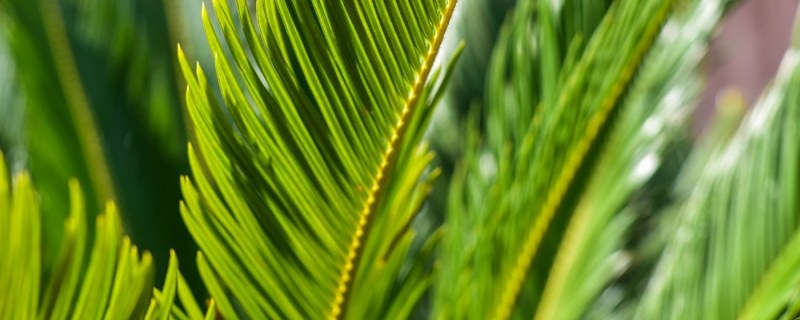 鐵樹是什么植物，種子怎樣種植