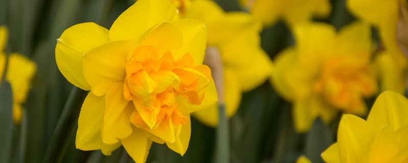 水仙花怎么養(yǎng)才開(kāi)花，水仙花的花期