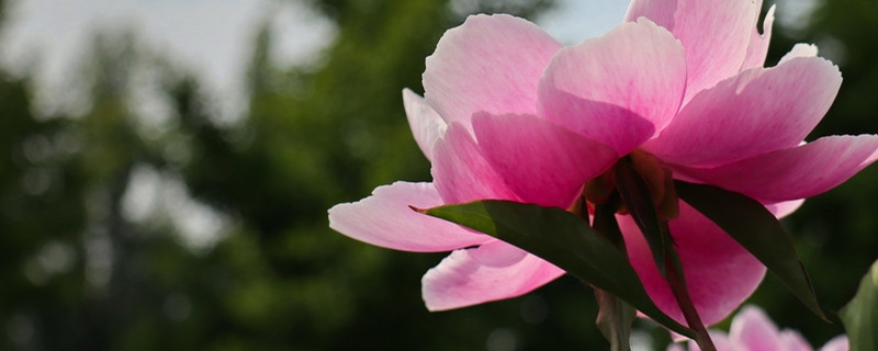 芍藥有毒嗎，芍藥可以在室內(nèi)養(yǎng)嗎