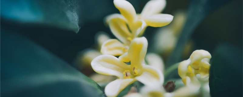 桂花的功效和作用，桂花泡茶怎么制作